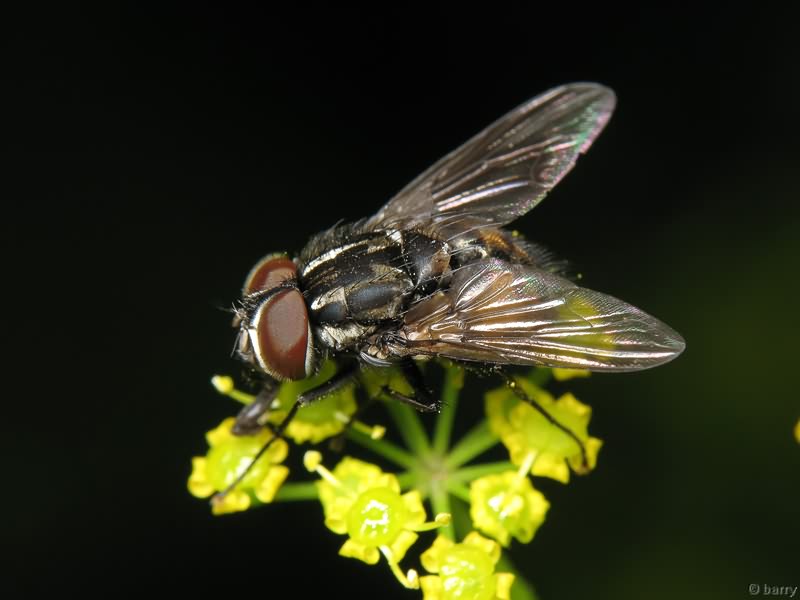 Graphomya maculata (Scopoli, 1763)